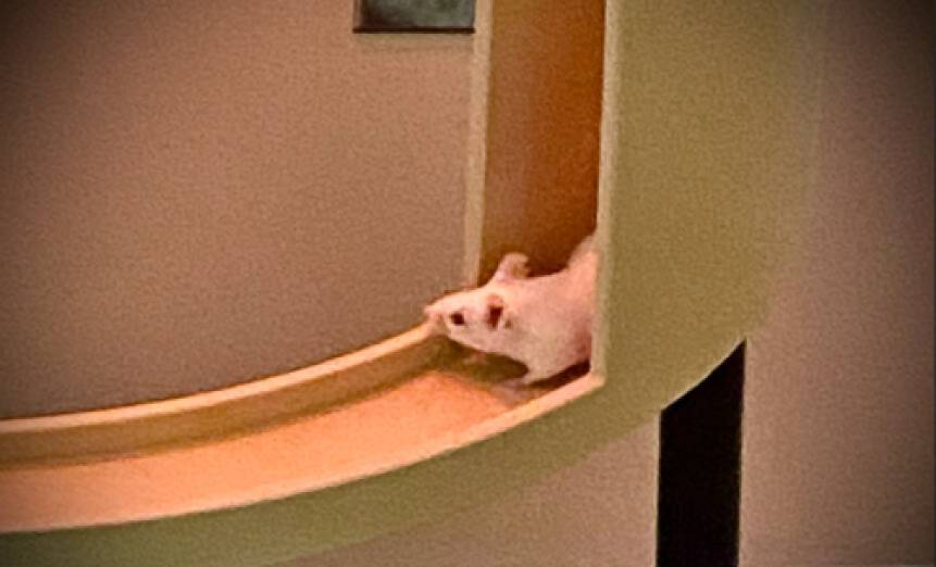 Mouse completing a maze